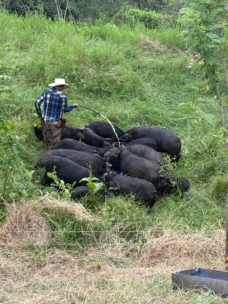 Cerdos comiendo en el potrero mientras un trabajador les sirve agua